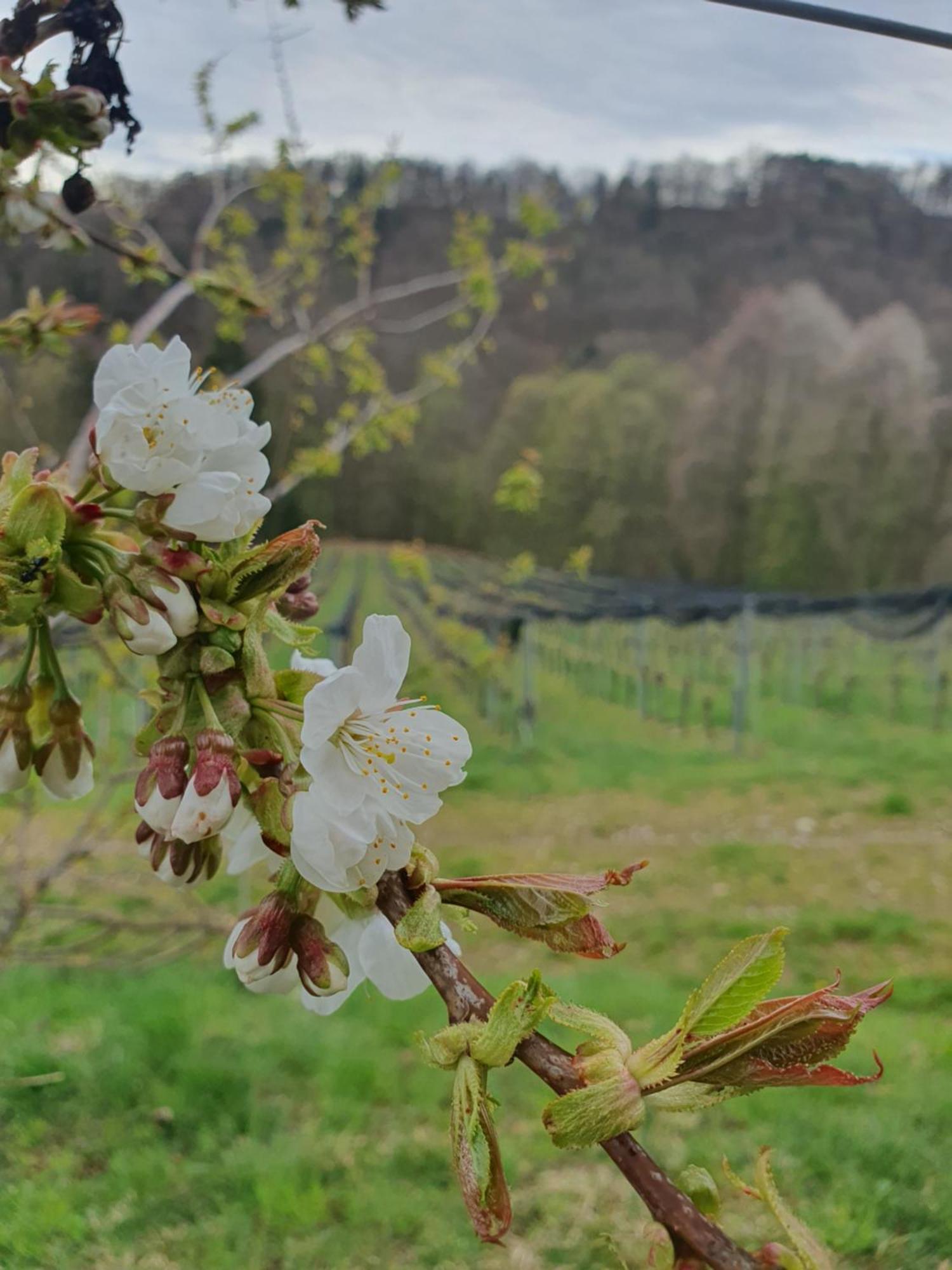 شقة Weingut Pugl ليبنيتز المظهر الخارجي الصورة